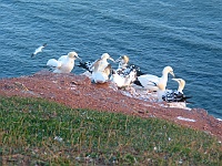 067 : 2004, Helgoland, Helgoland 2004, Lummenfelsen, Vögel, jpg