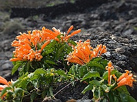 062-Fundacion Manrique in Tahiche  Teufelskralle wächst auf Vulkangestein.