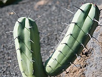 077-Jardin de Cactus  Aua!