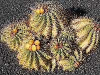 078-Jardin de Cactus  Die Lava blüht.