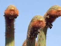 081-Jardin de Cactus  Guten Tag, sagen die "Bartträger".
