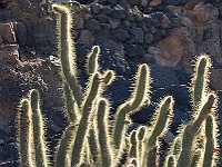 085-Jardin de Cactus  Gegenlicht.