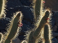 086-Jardin de Cactus