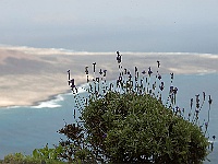 095-Mirador del Rio  Auch Lavendel blüht hier 500 Meter über dem Meer.