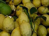 Zitronen  Wir sind im Land, wo die Zitronen blühen. : Amalfitana, Italien, Positano, Zitronen